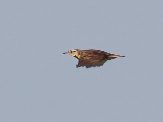 Stacks Image 1180