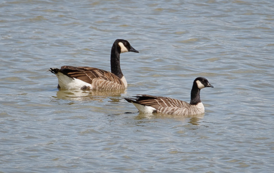 Stacks Image 524