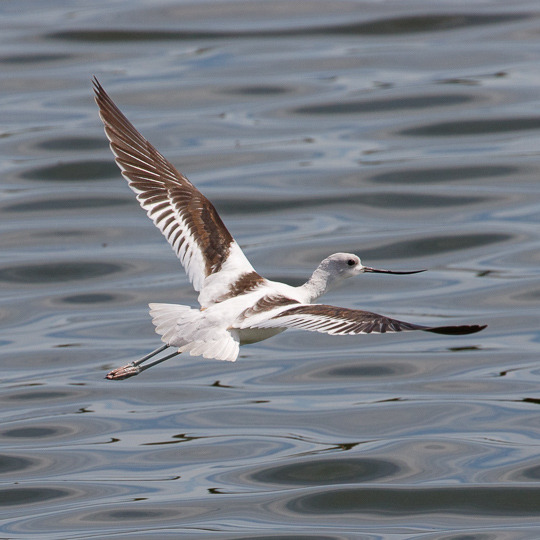 Stacks Image 957