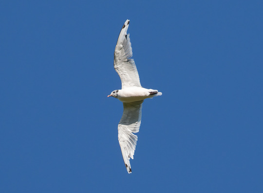 Stacks Image 762