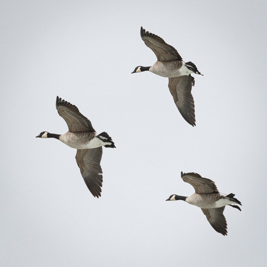 Stacks Image 528