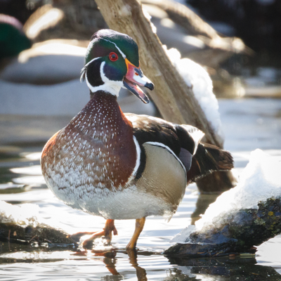 126 Wood Duck 