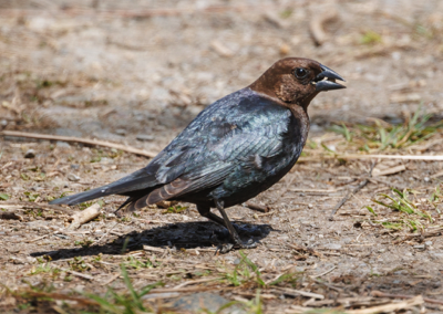  127 Brown-headed Cowbird 
