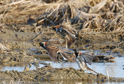  141 Lapland Longspur 