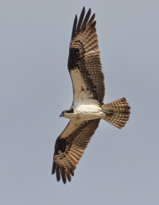  152 Osprey 