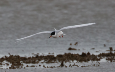  166 Forster's Tern 