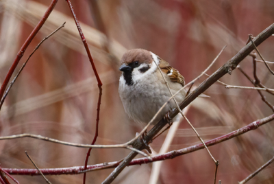  170 Eurasian Tree Sparrow 