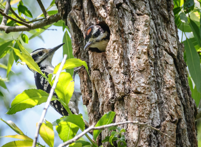  30 Hairy Woodpecker 