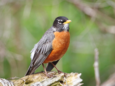  15 American Robin 
