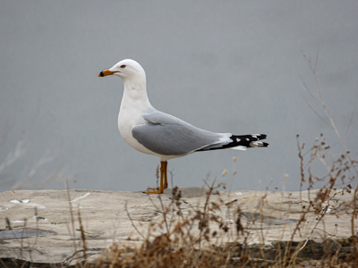  23 Ring-billed Gull 