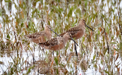  182 Long-billed Dowitcher 