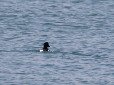  208 Tufted Duck 