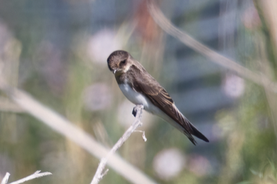  215 Bank Swallow 