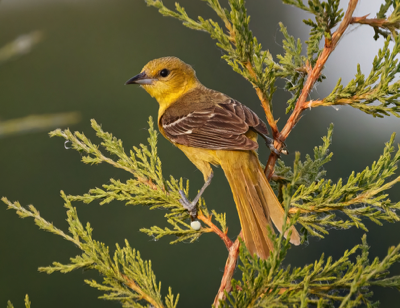  237 Orchard Oriole 
