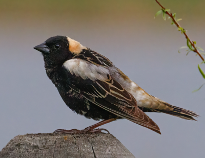  239 Bobolink 