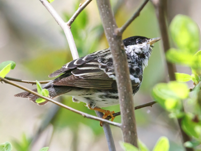  274 Blackpoll Warbler 