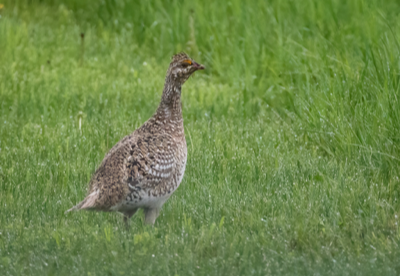  293 Sharp-tailed Grouse 