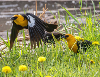  295 Yellow-headed Blackbird 