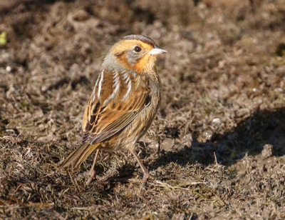  320 Nelson's Sparrow 