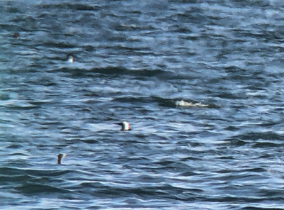  321 Pacific Loon  