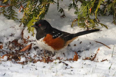  328 Spotted Towhee 