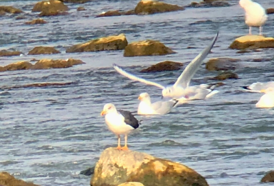  82 Lesser Black-backed Gull 