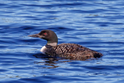  89 Common Loon  