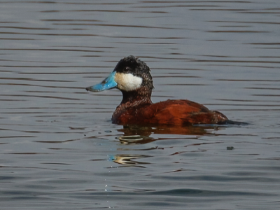  91 Ruddy Duck 
