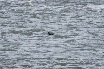  103 Razorbill 