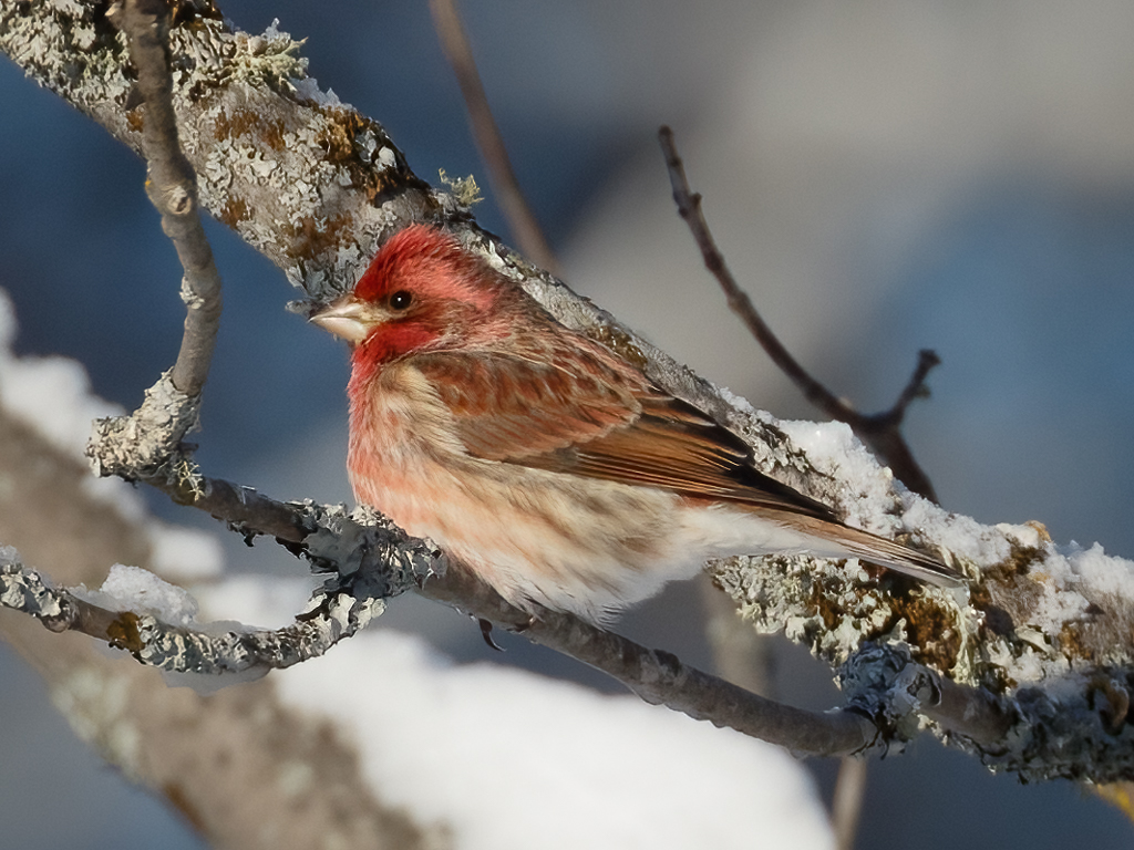  110 Purple Finch 