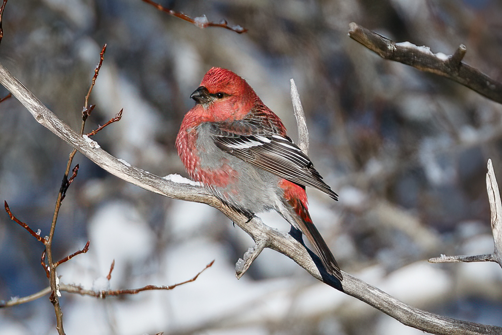  111 Pine Grosbeak 