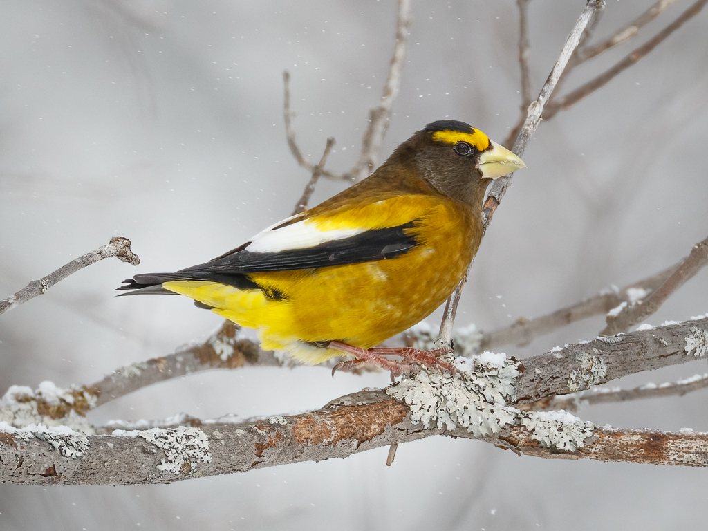  112 Evening Grosbeak 