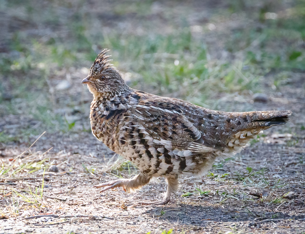  114 Ruffed Grouse 