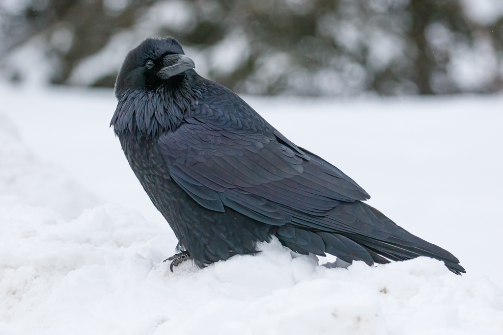  115 Common Raven 