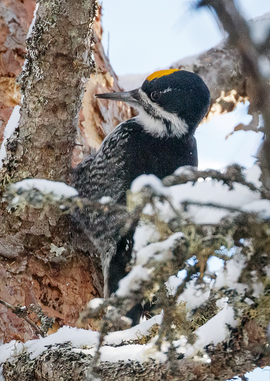  116 Black-backed Woodpecker 