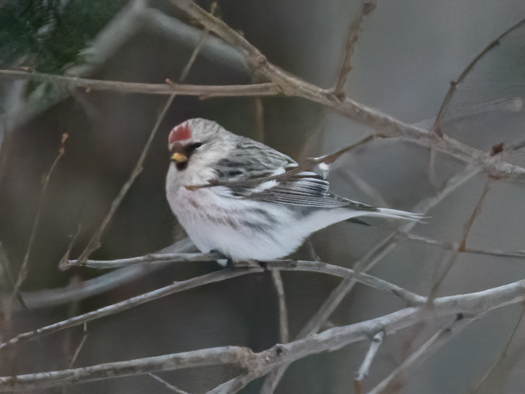  117 Hoary Redpoll 