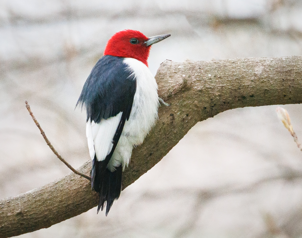  119 Red-headed Woodpecker 