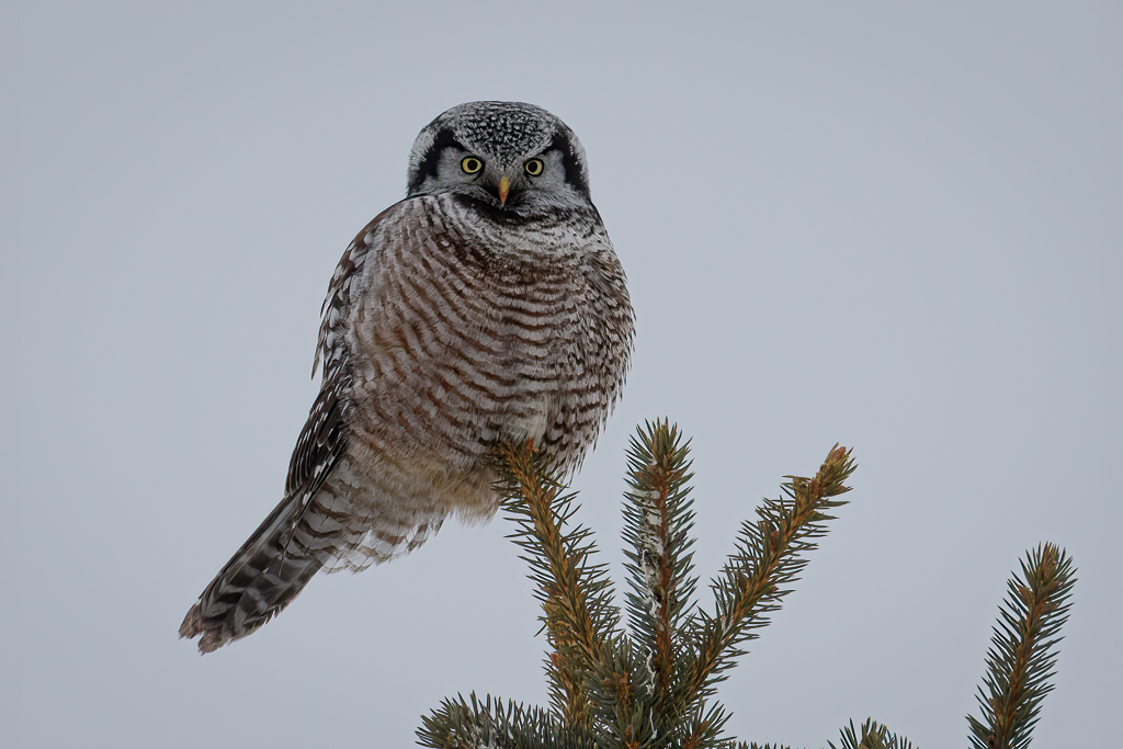 120 Northern Hawk Owl 
