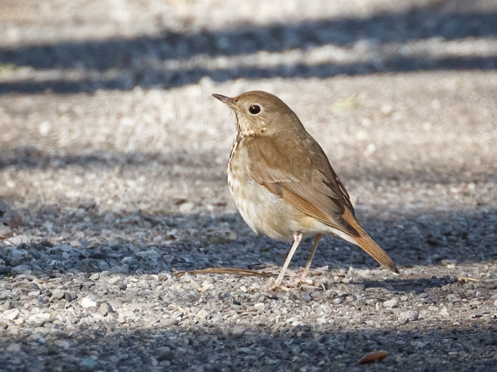  122 Hermit Thrush 