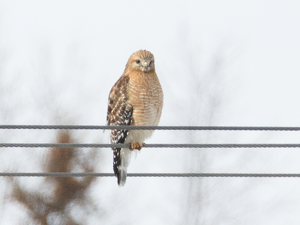  124 Red-shouldered Hawk 