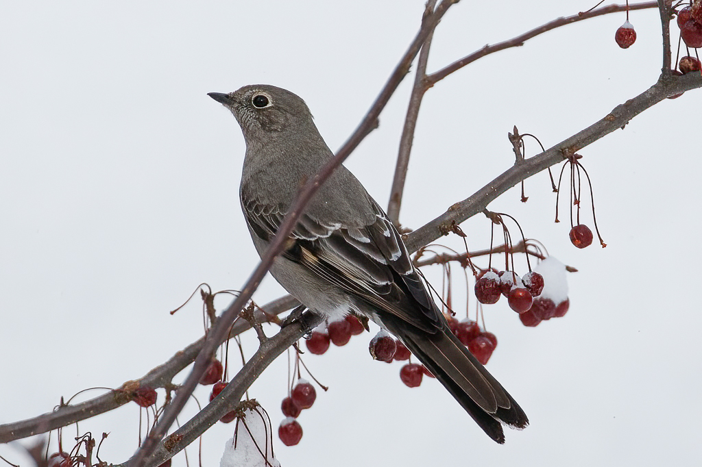  125 Townsend's Solitaire 
