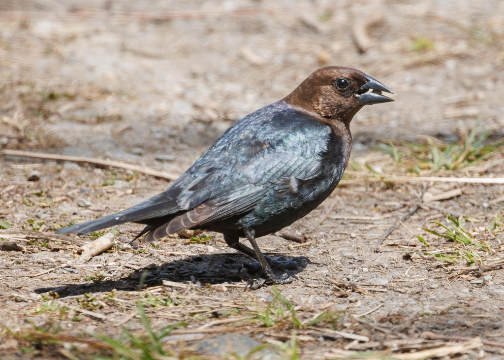 127 Brown-headed Cowbird 