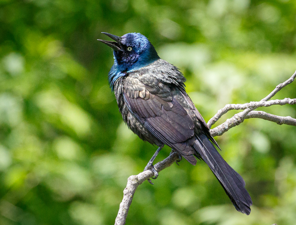 128 Common Grackle 