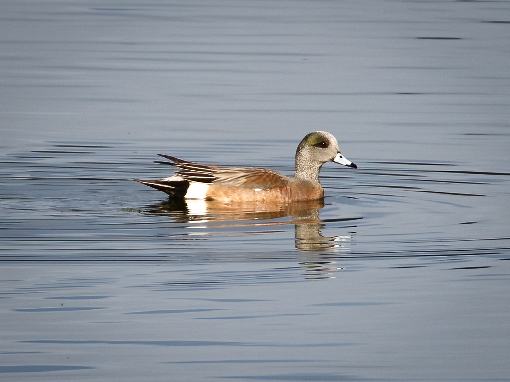  131 American Wigeon 