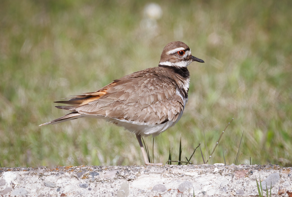  132 Killdeer 