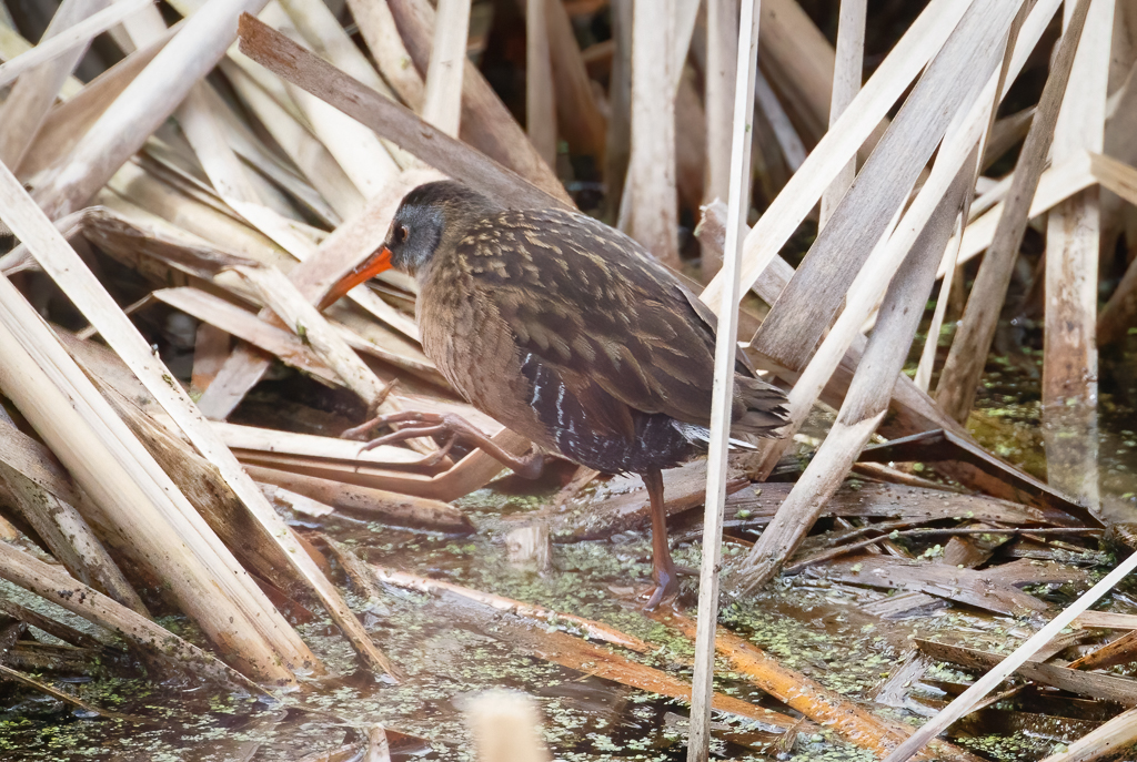  133 Virginia Rail 