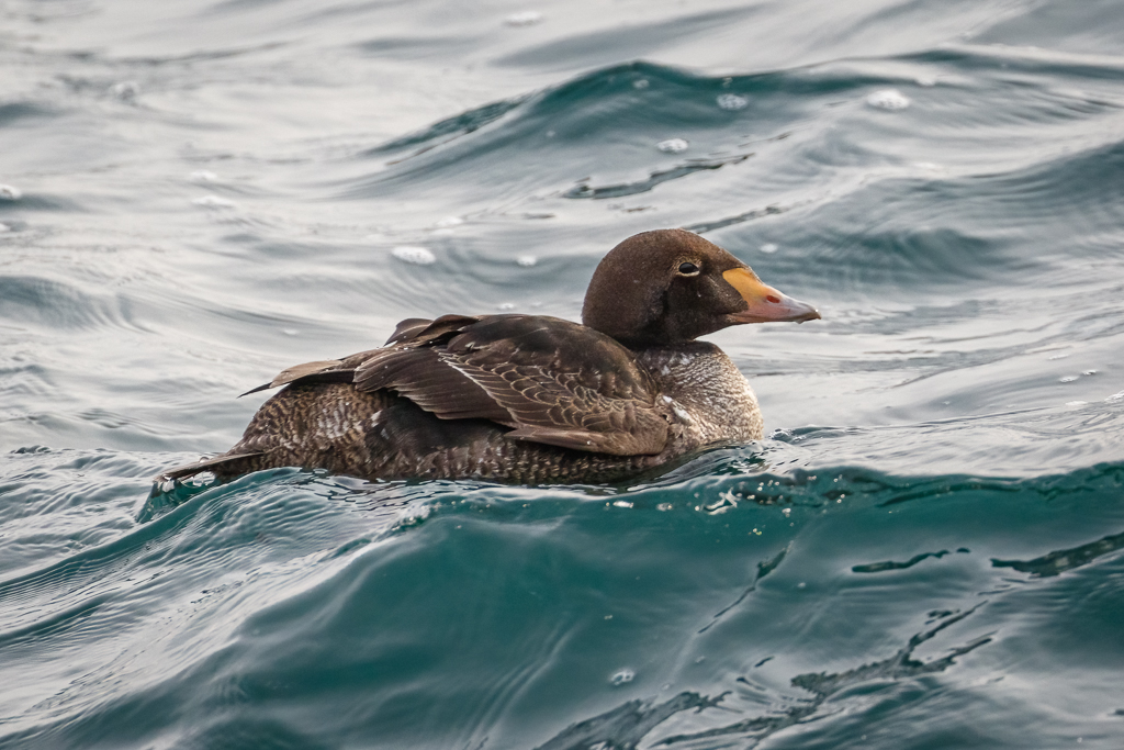  134 King Eider 