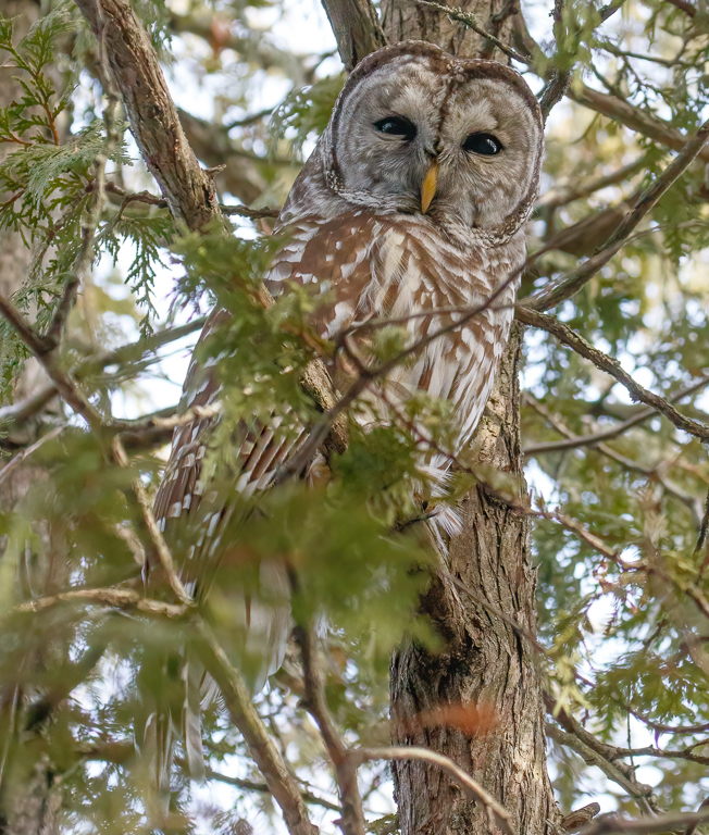  136 Barred Owl 