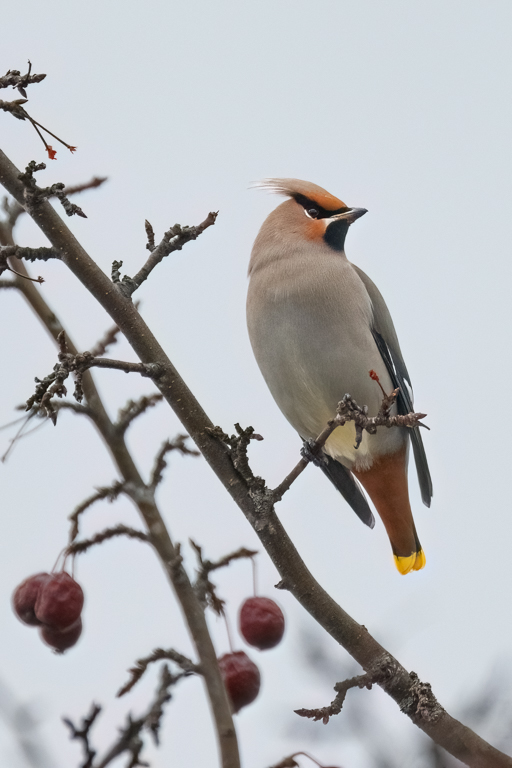  138 Bohemian Waxwing 