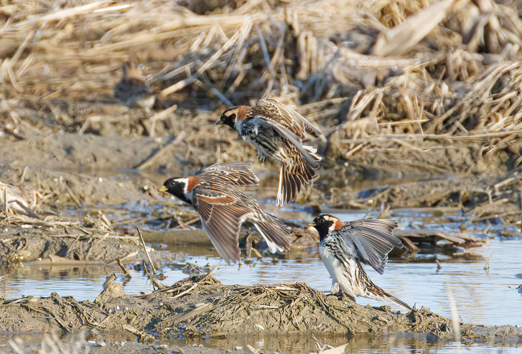  141 Lapland Longspur 